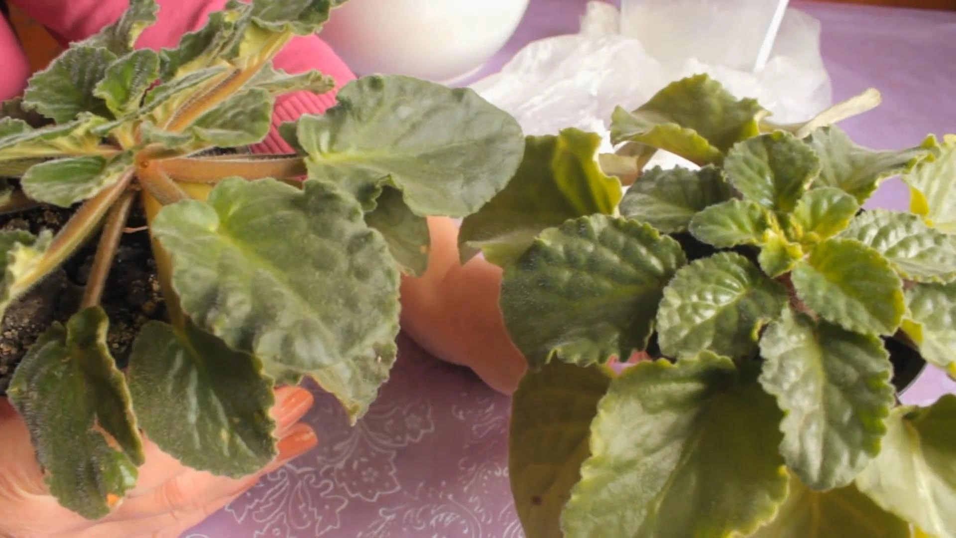 омоложение фиалки