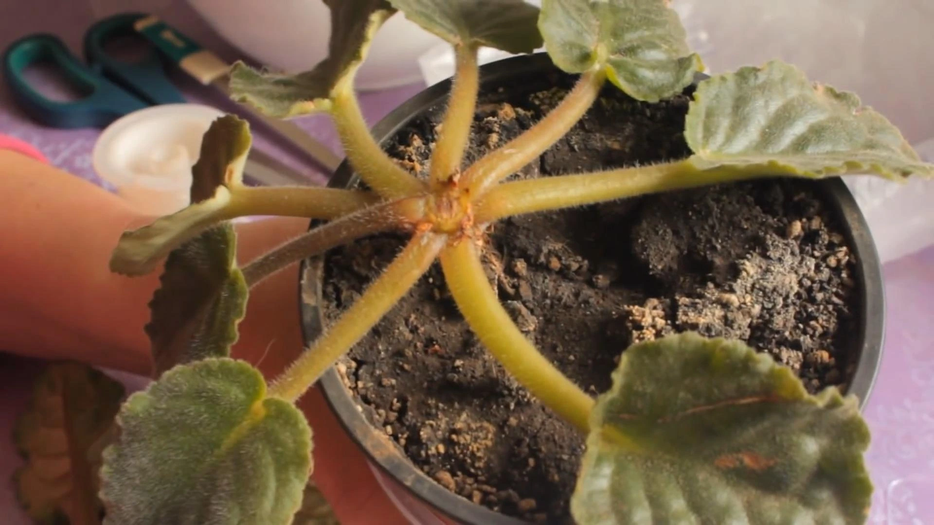 срезаем верхушку фиалки