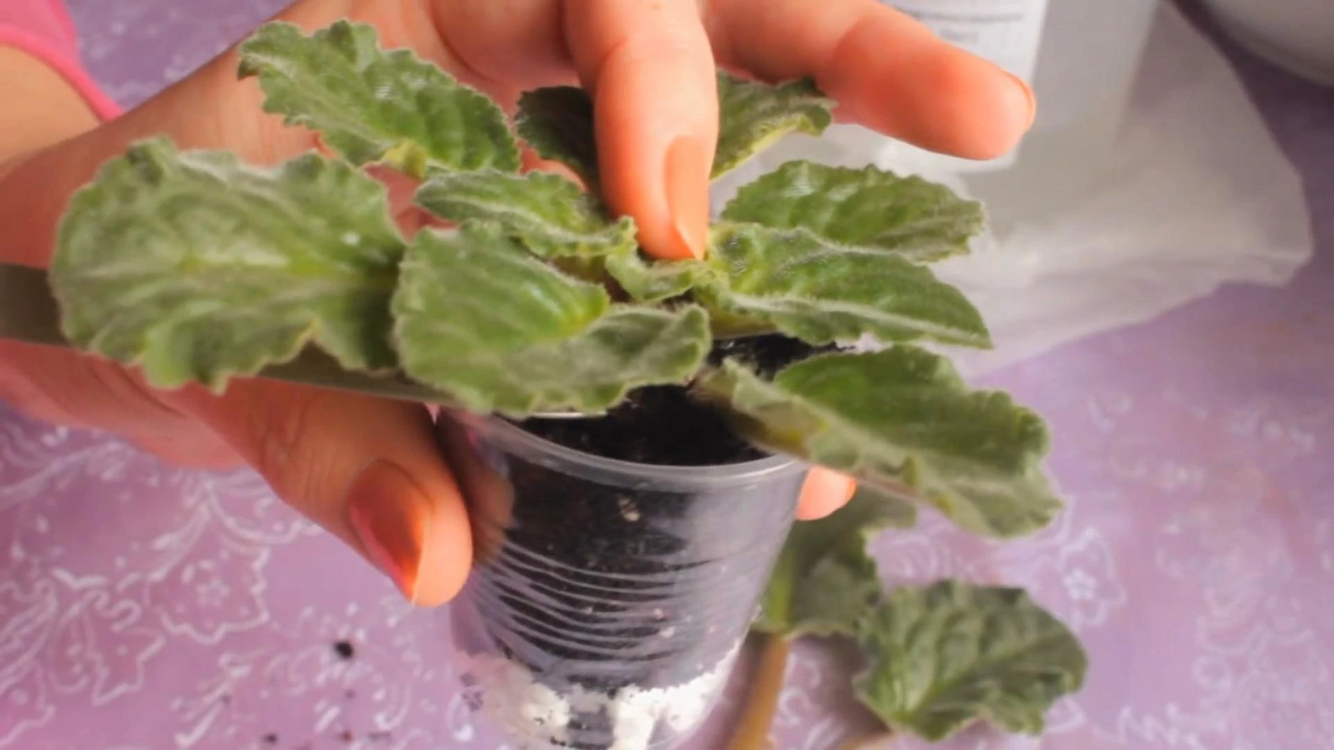 посадка фиалки