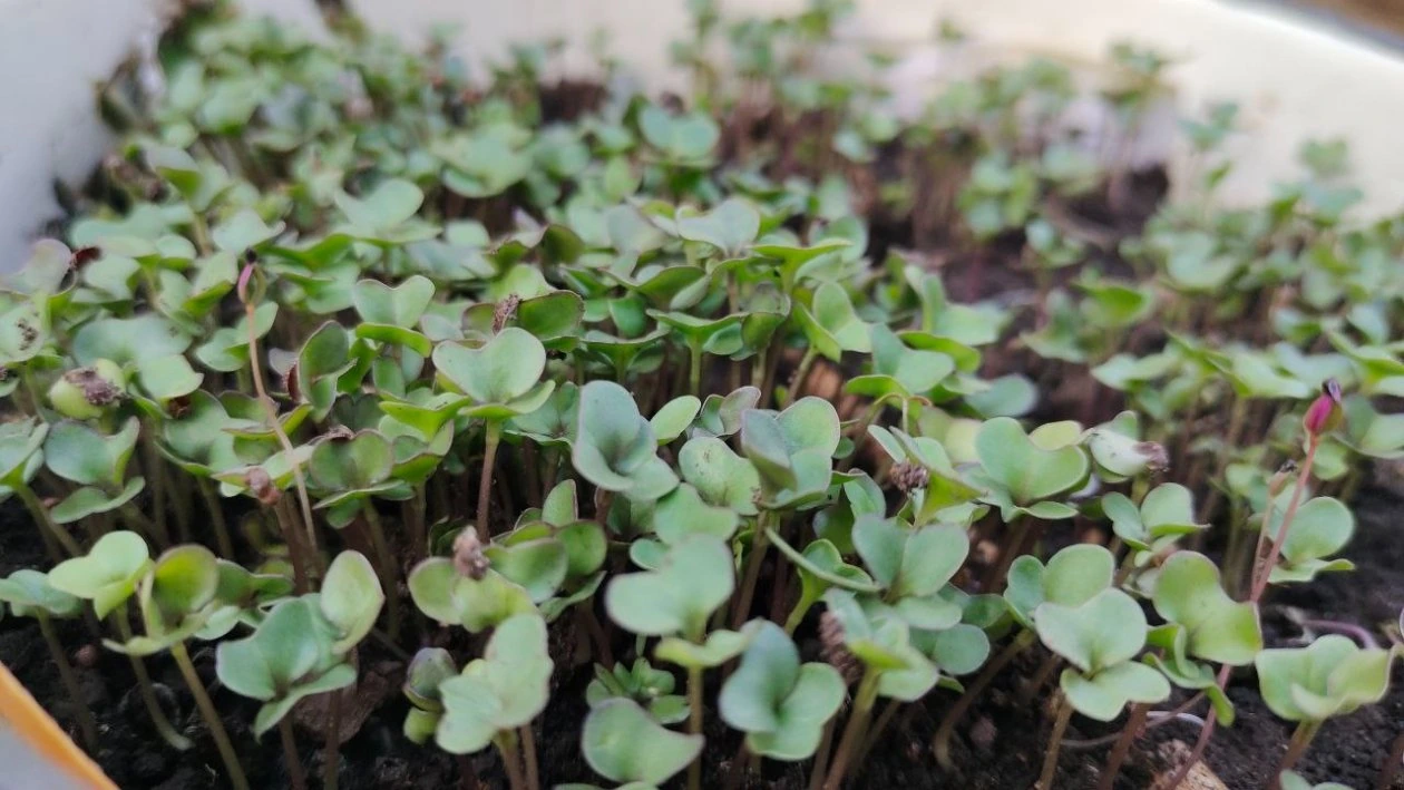 Рассада дружная