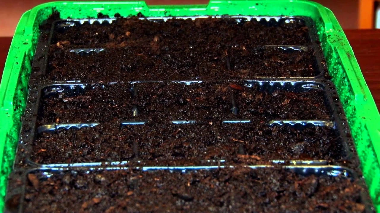 посев рассады петунии