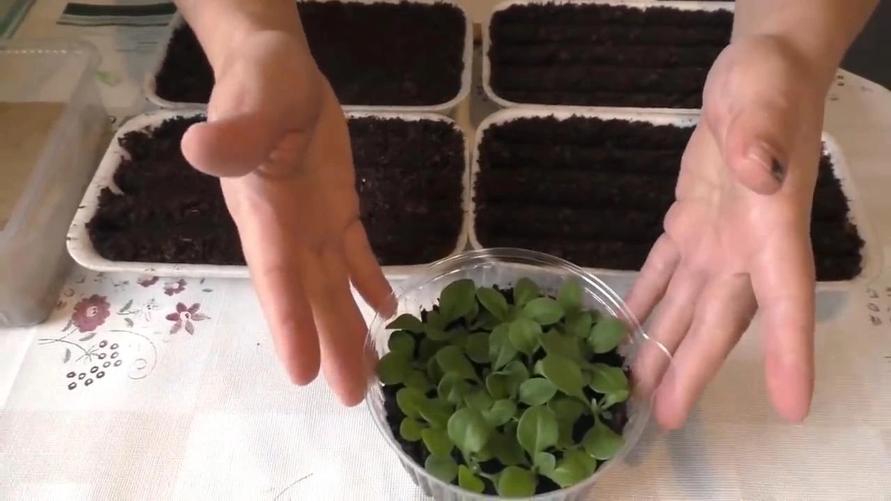 рассада петунии