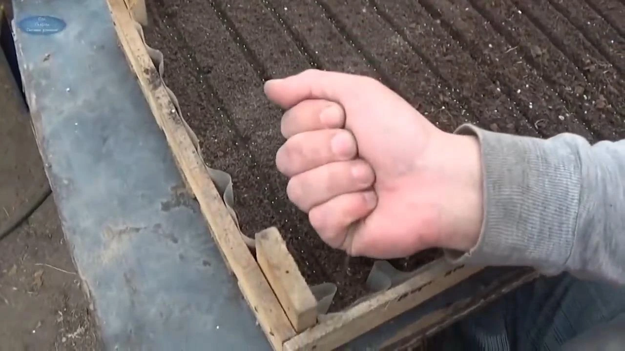 посев петунии