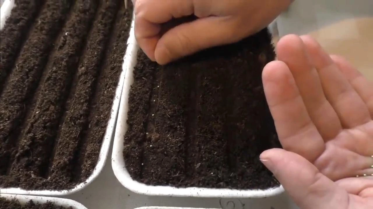 посев петунии в плошки