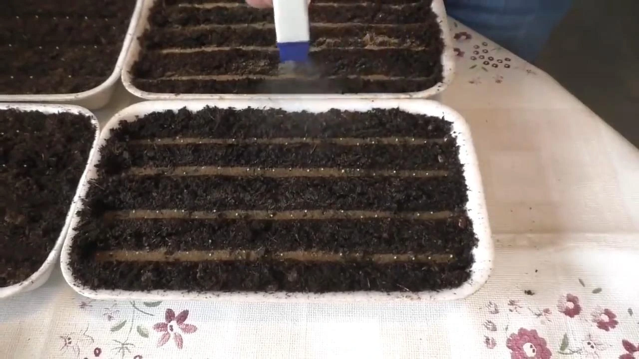 опрыскивание рассады