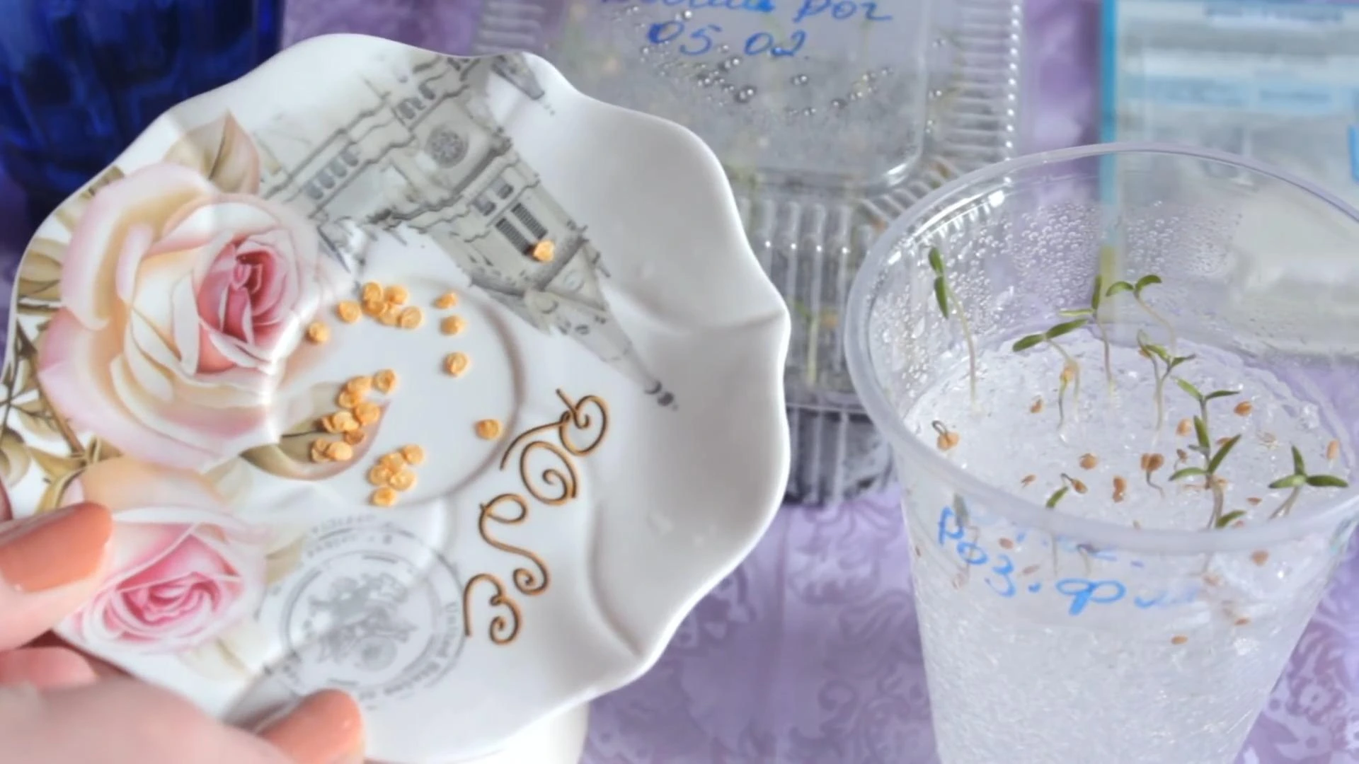 выращивание рассады перца на гидрогеле