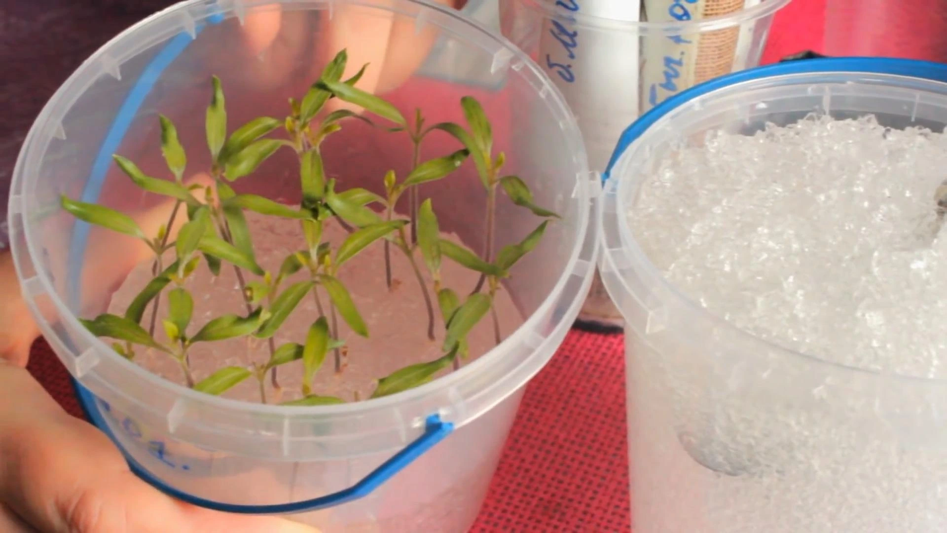 рассада перца на гидрогеле