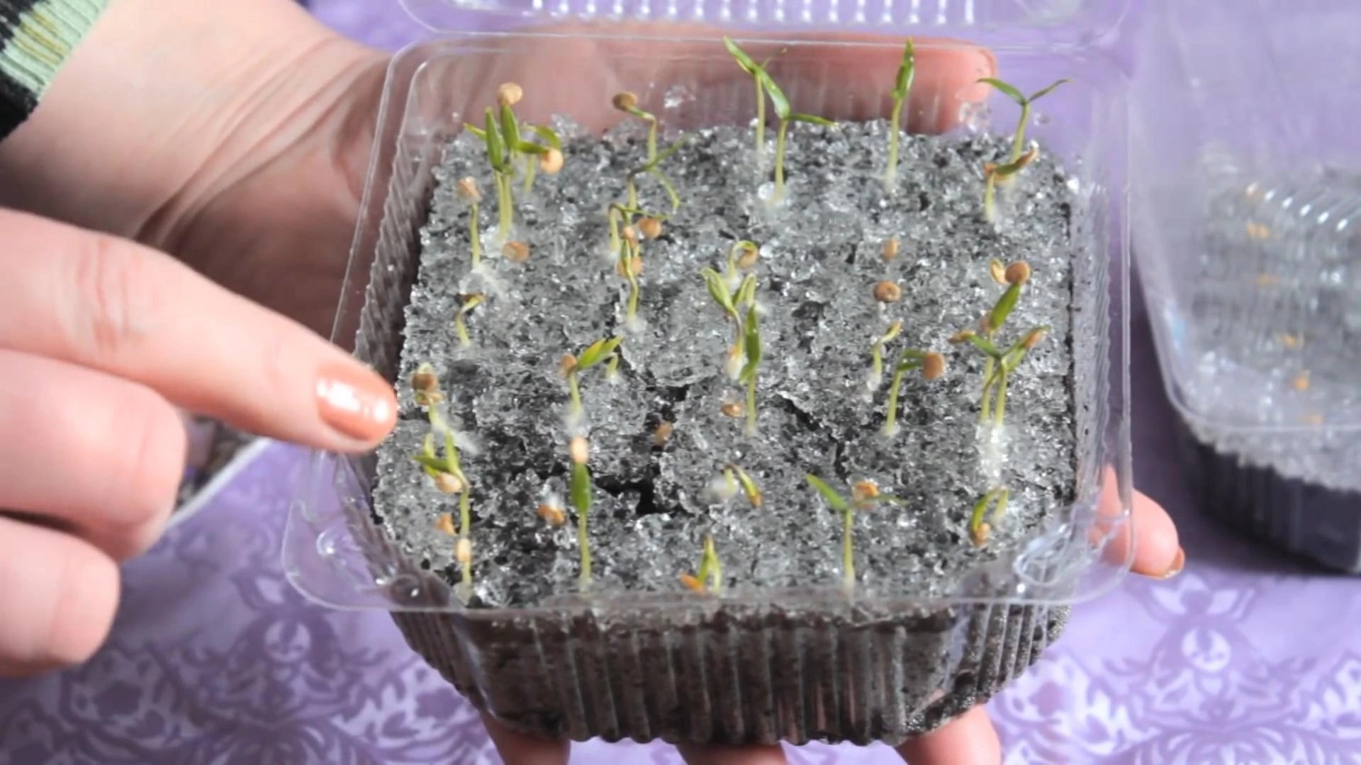 пророщенная рассада перца на гидрогеле