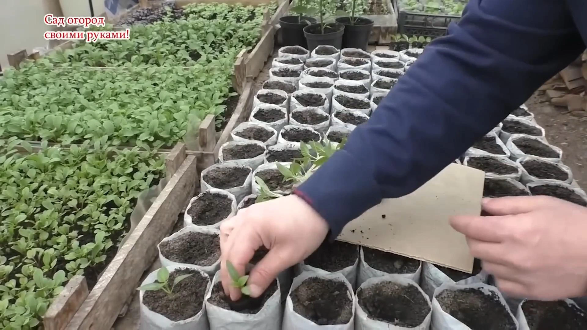 пересадка саженцев