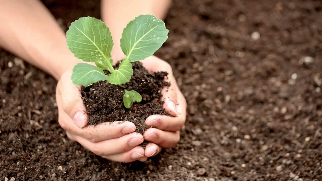 выращивание рассады капусты