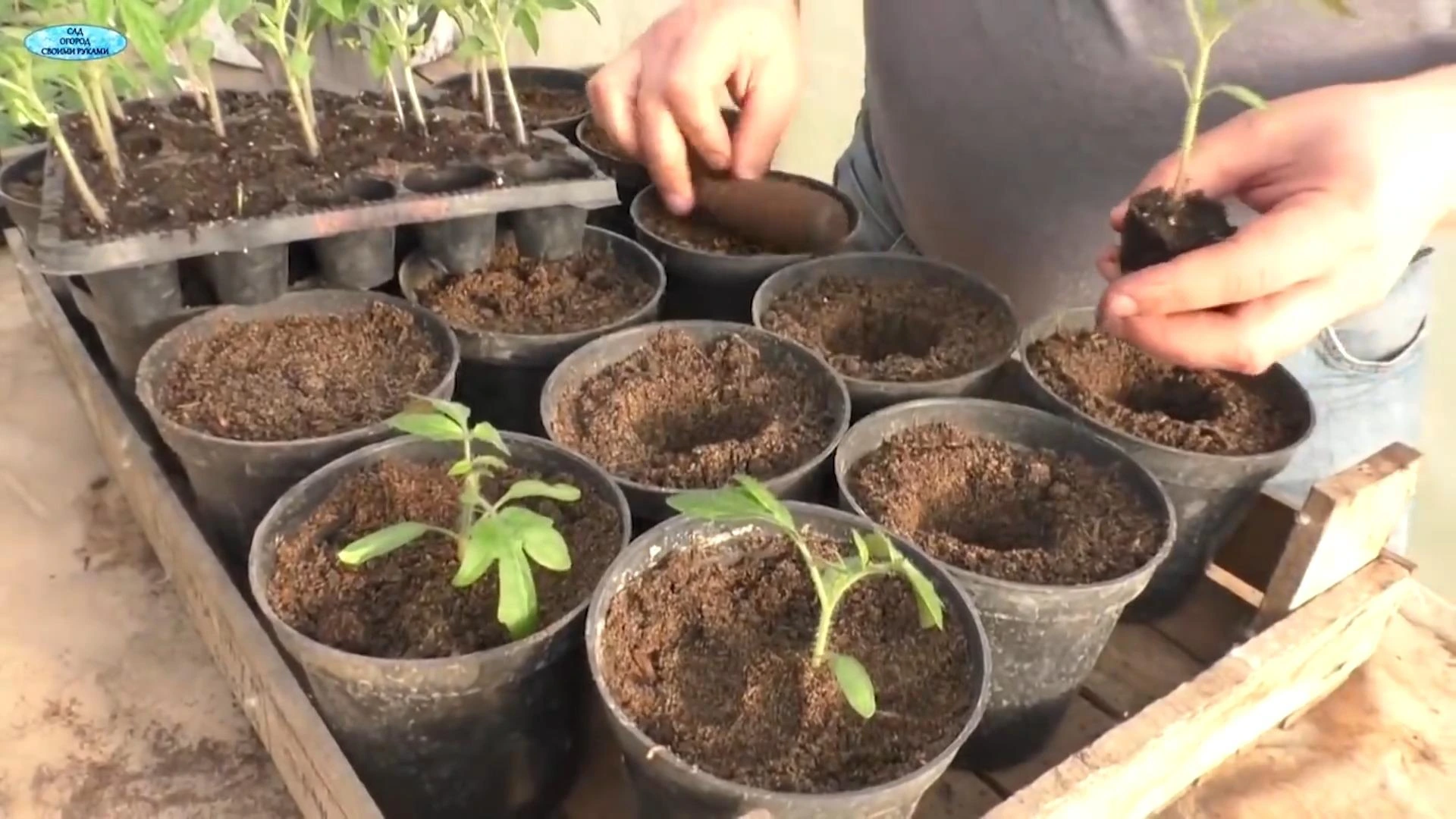 рассада томатов