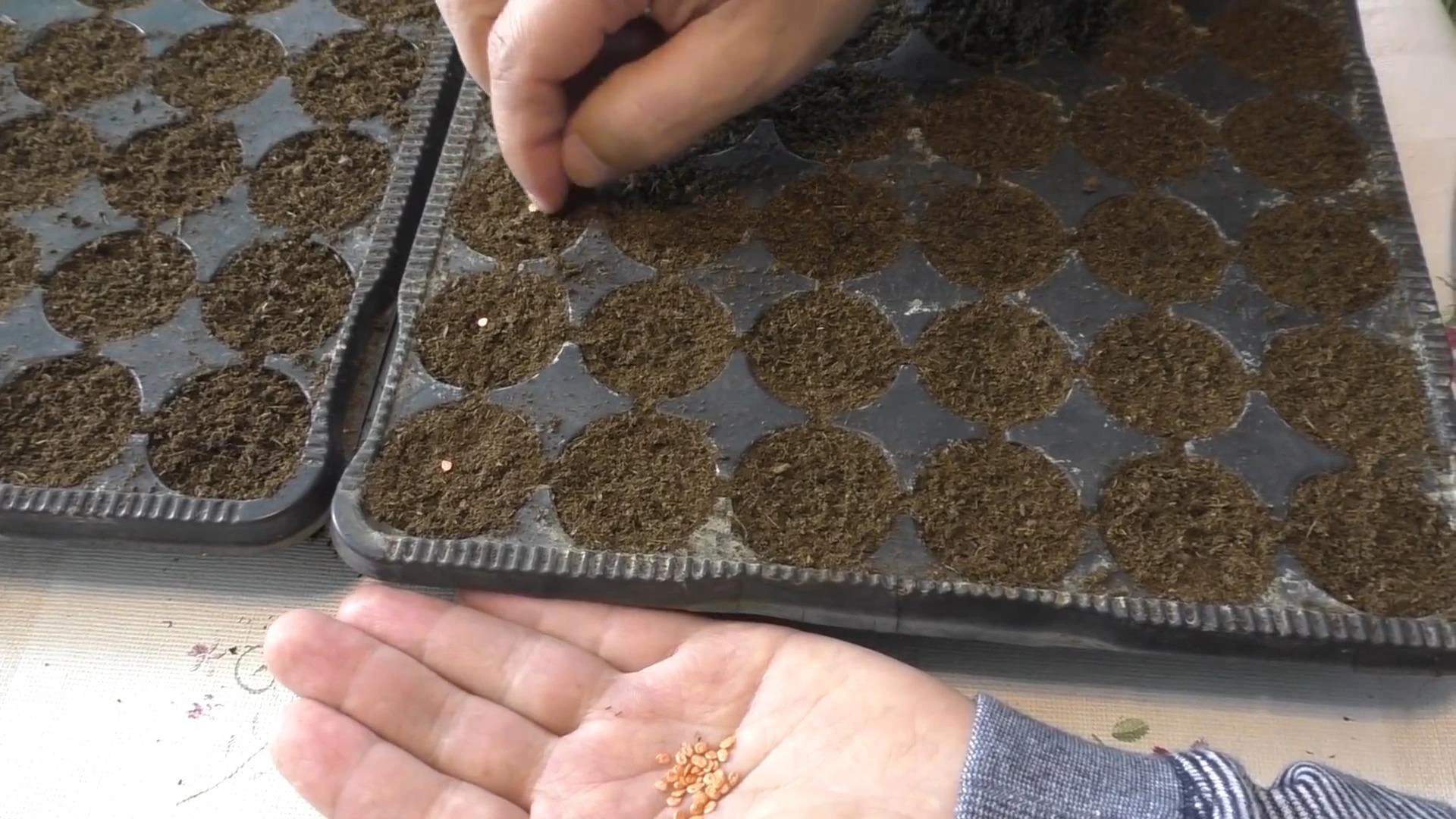 посев томатов на рассаду