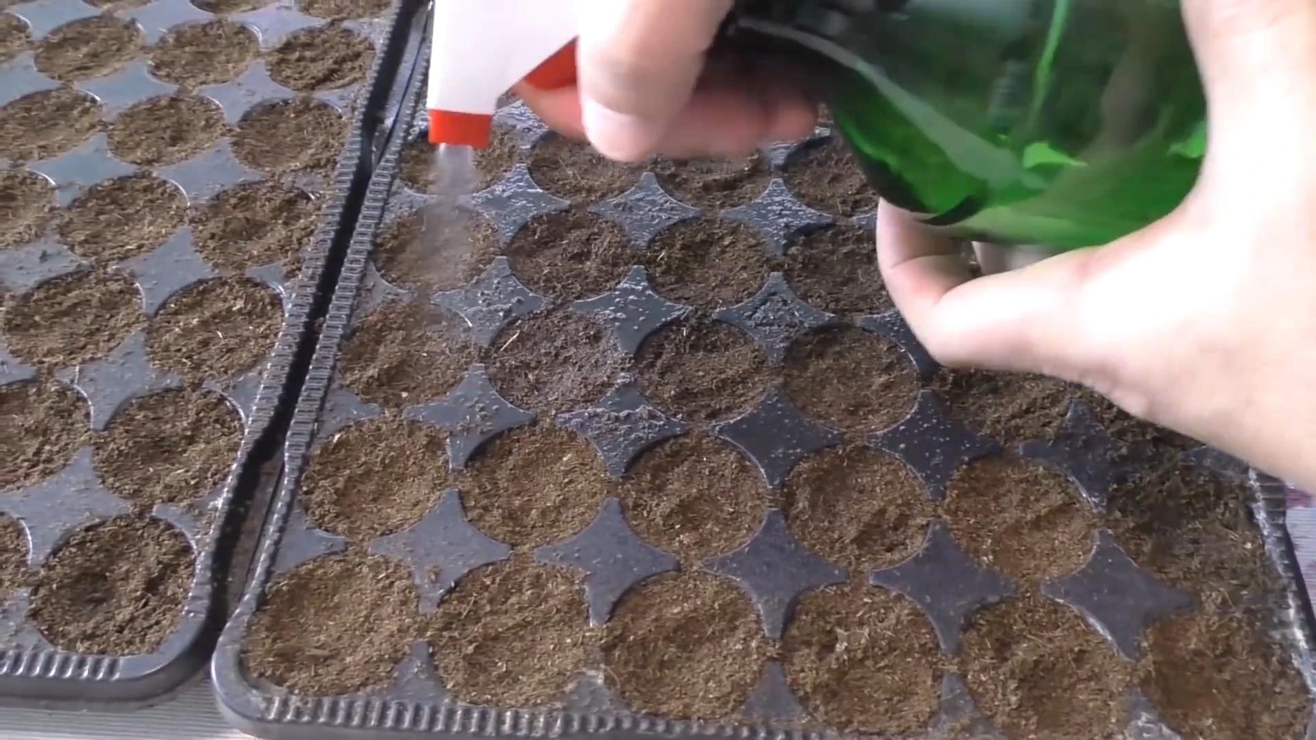 увлажнение рассады томатов