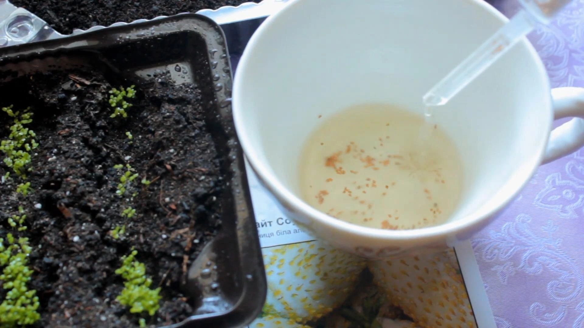 посев менлких семян шприцем