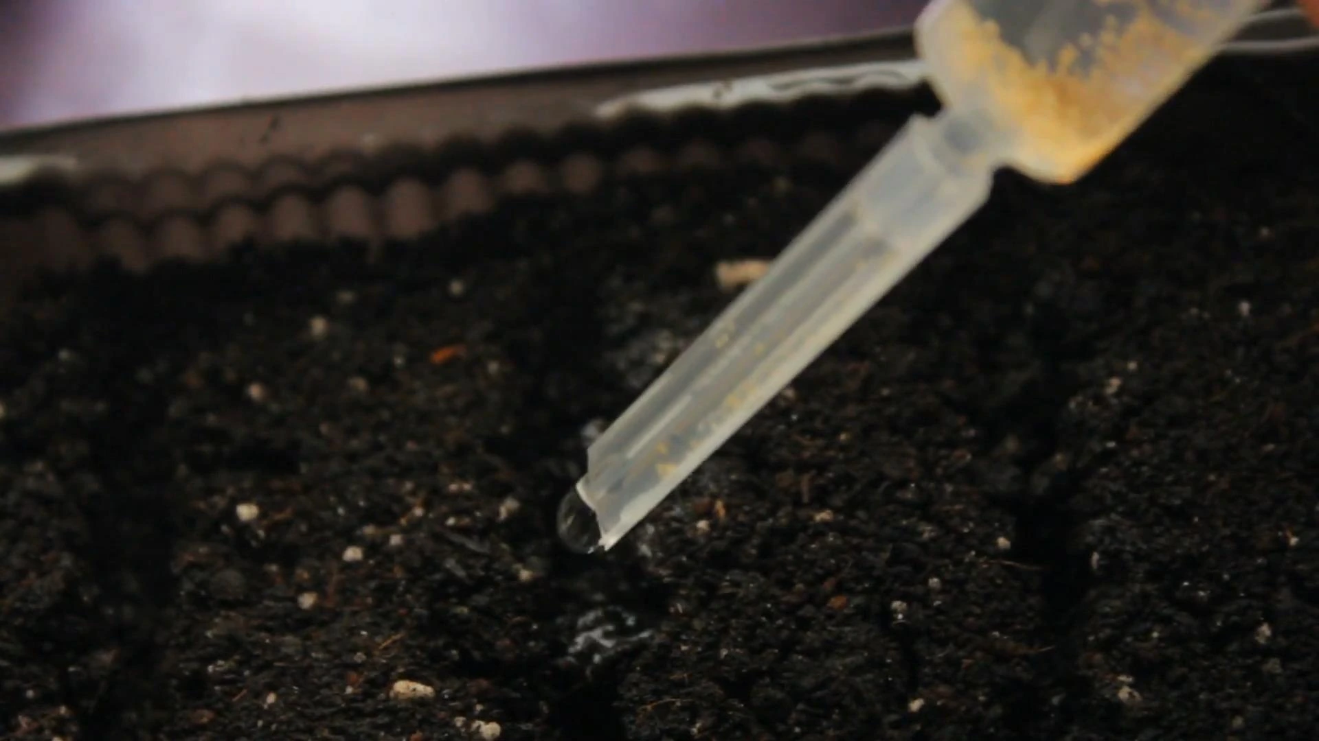 сеем шприцем землянику