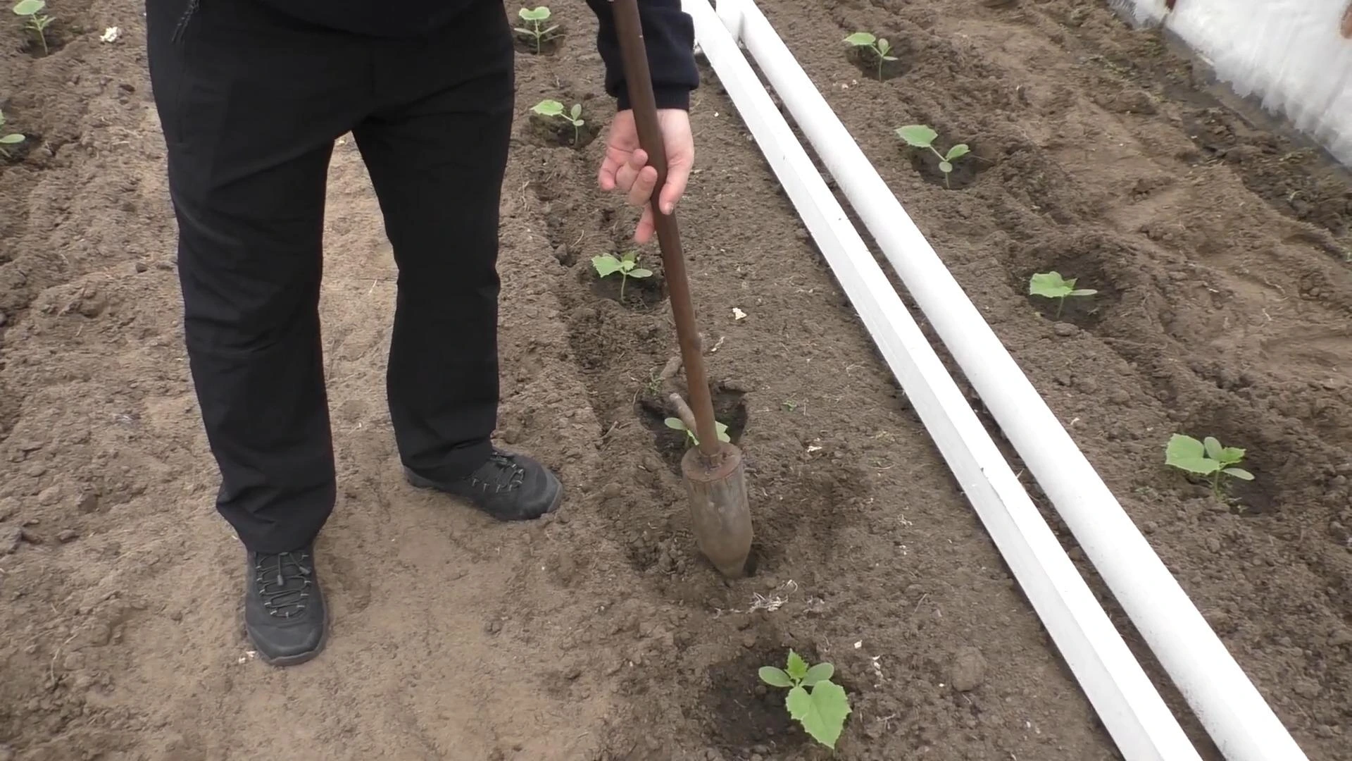 способ сделать лунки для посадки рассады