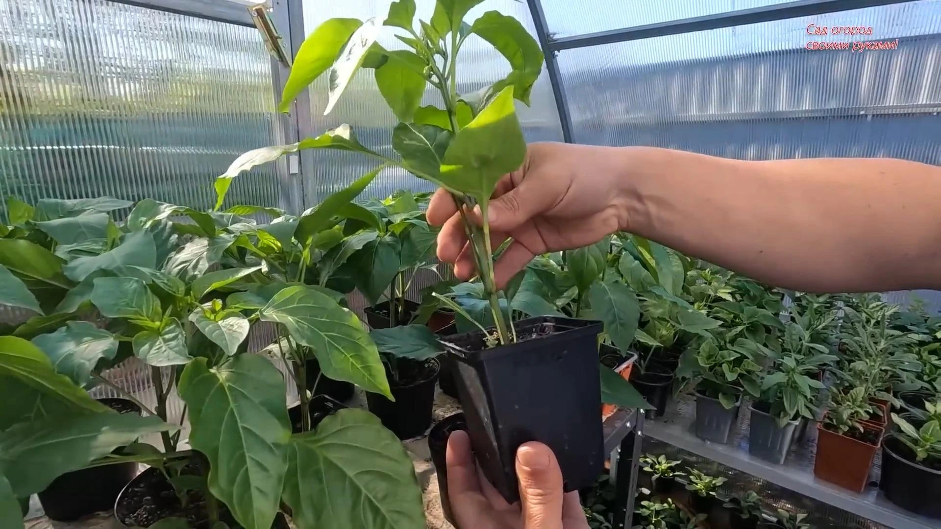 рассада перца