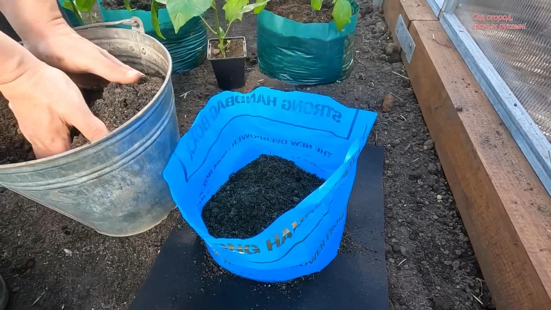 посадка перца в пакеты