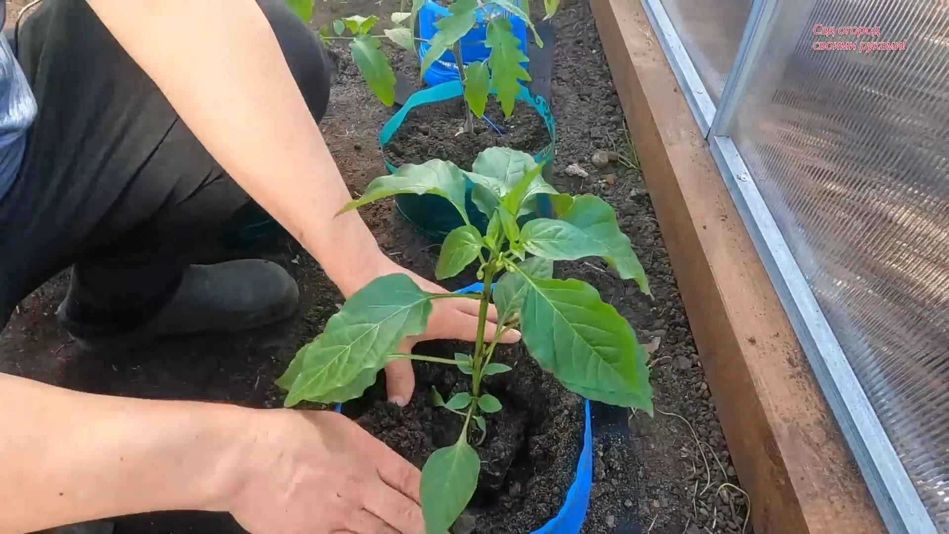 сажаем перец в пакеты в грунт