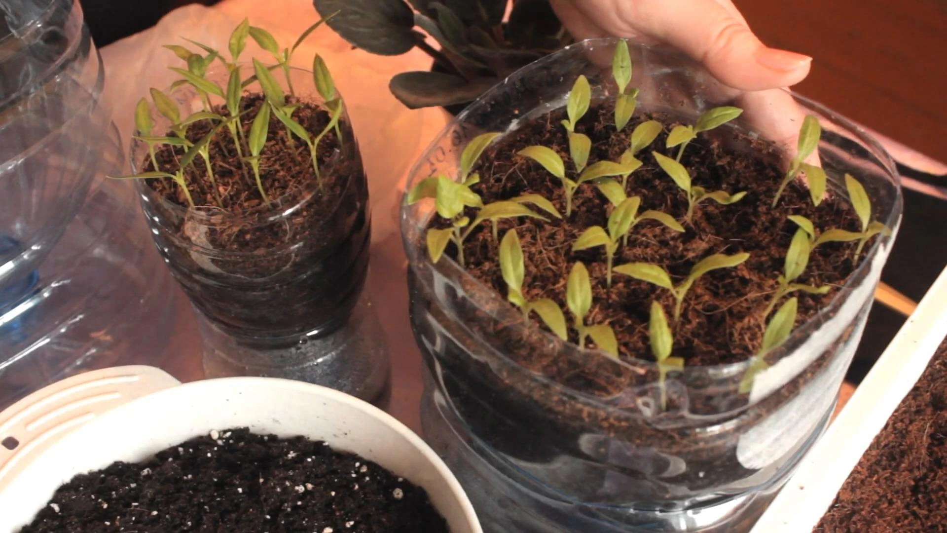 рассада на фитильном поливе