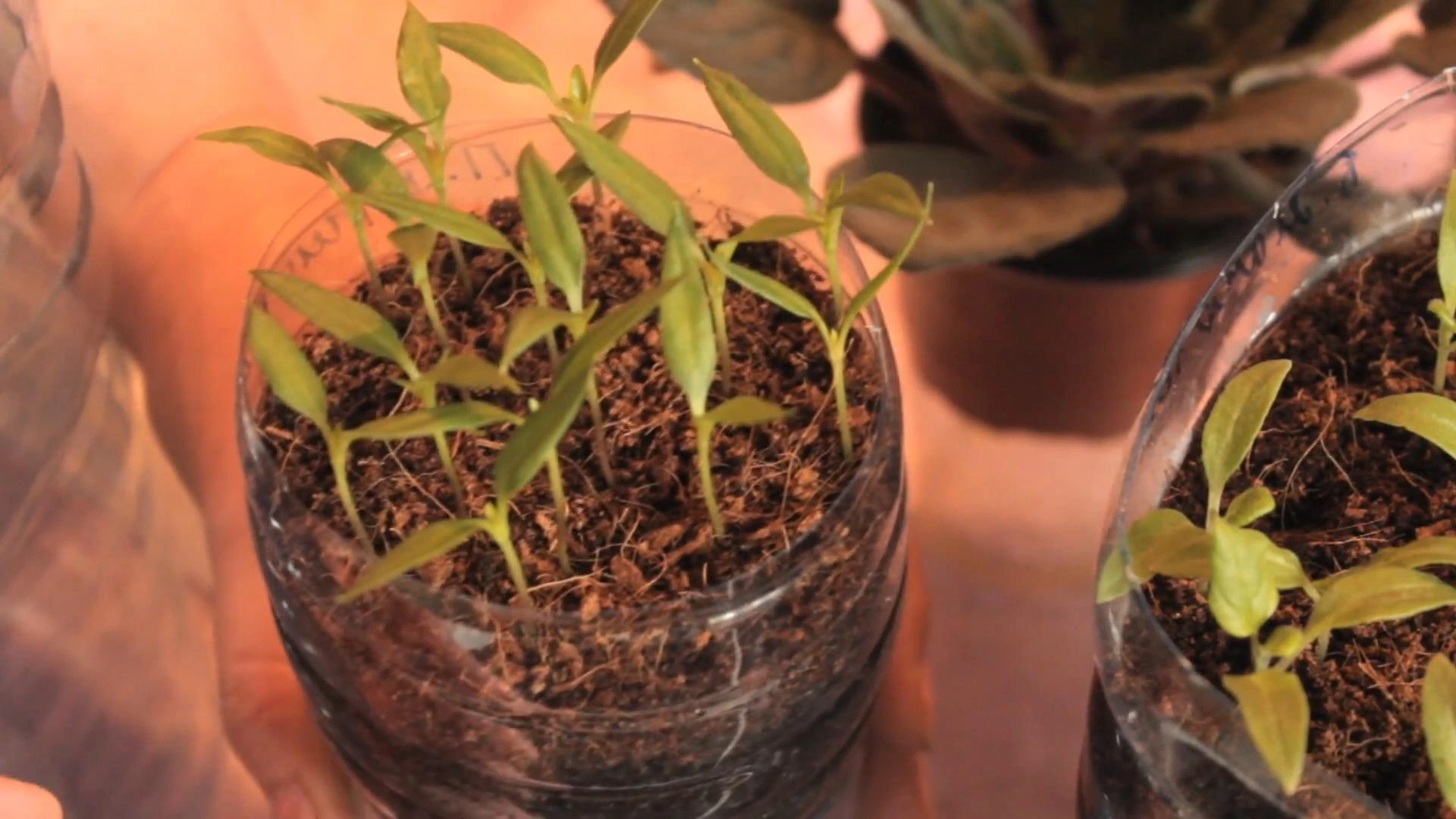 рассада на кокосовом субстрате