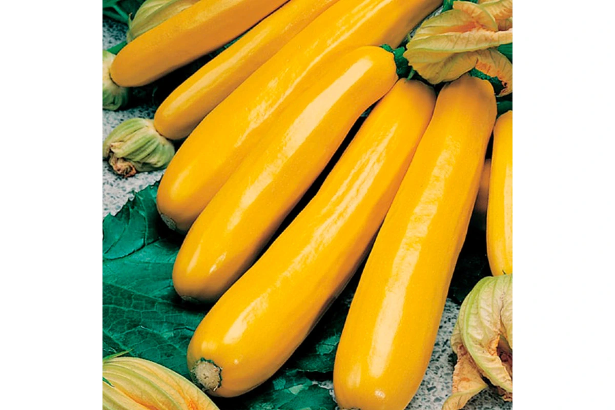 кабачок Golden Glory