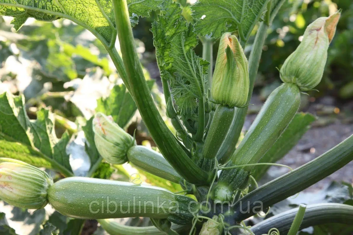 Кабачок Корделия