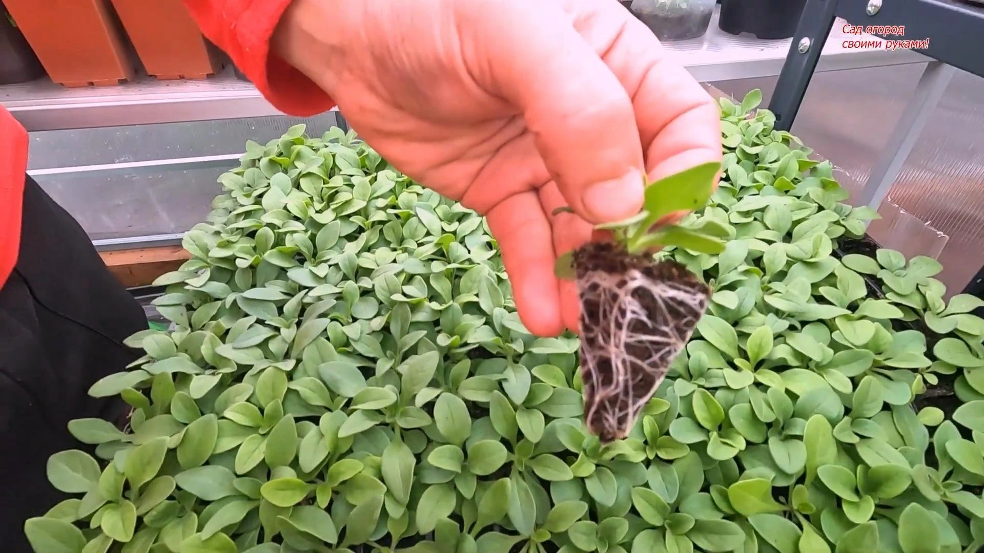 рассада петунии