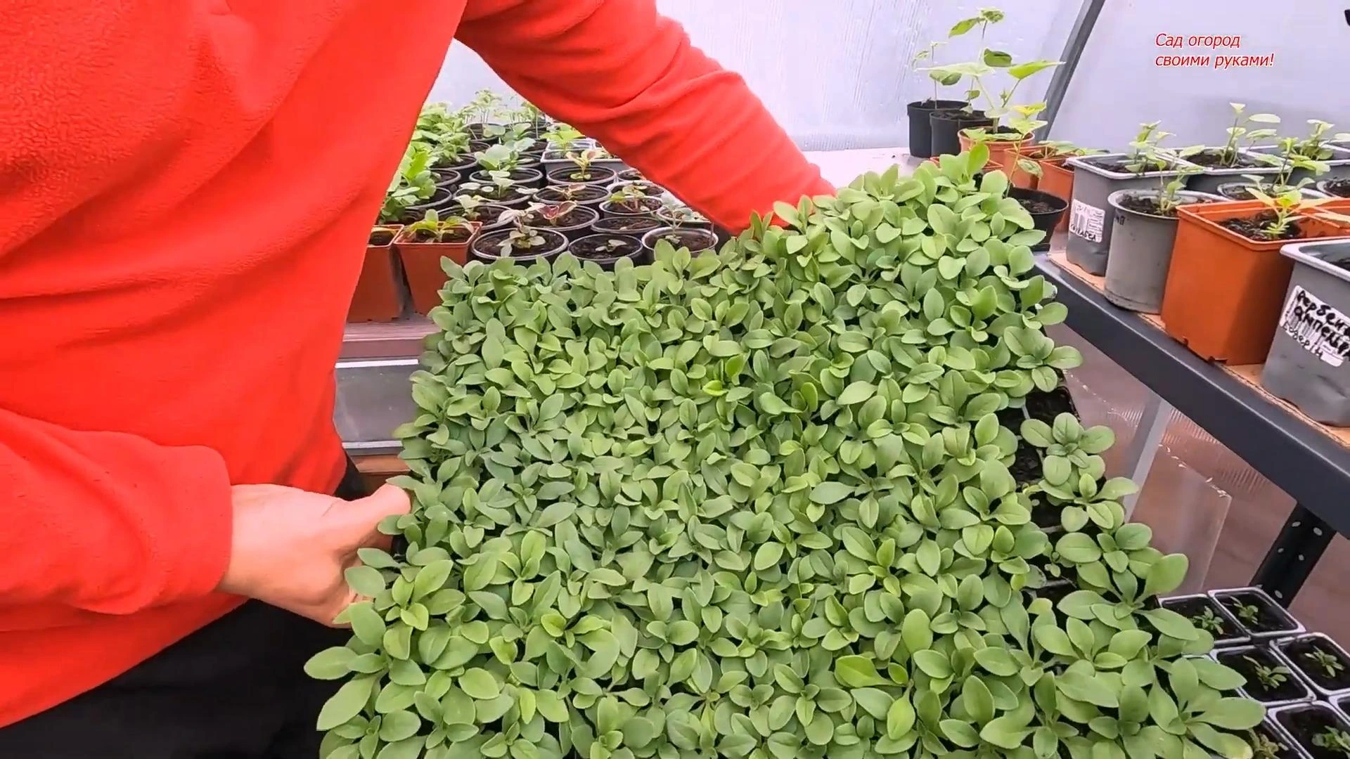 Красивая рассада петунии