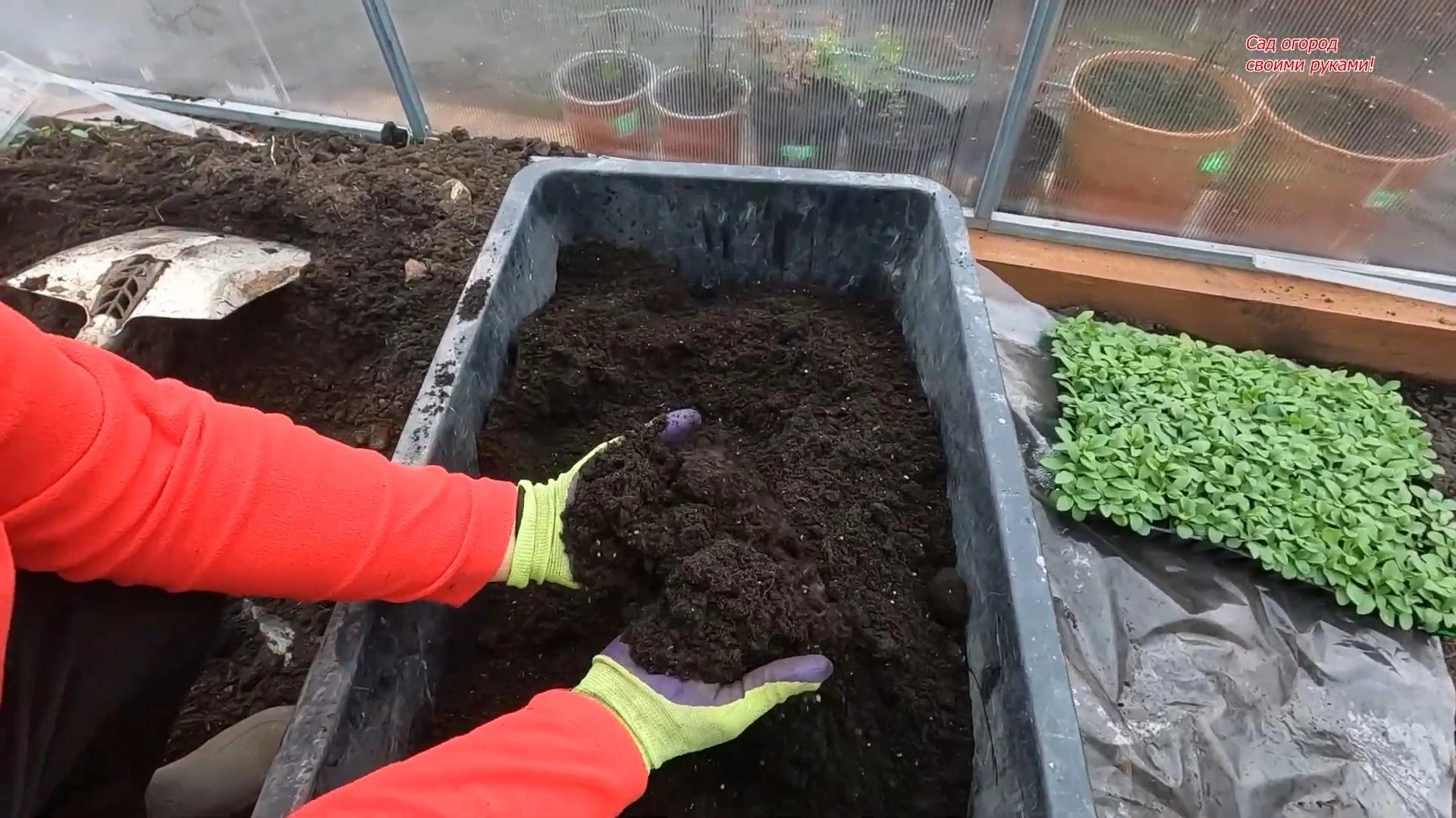 грунт для петунии