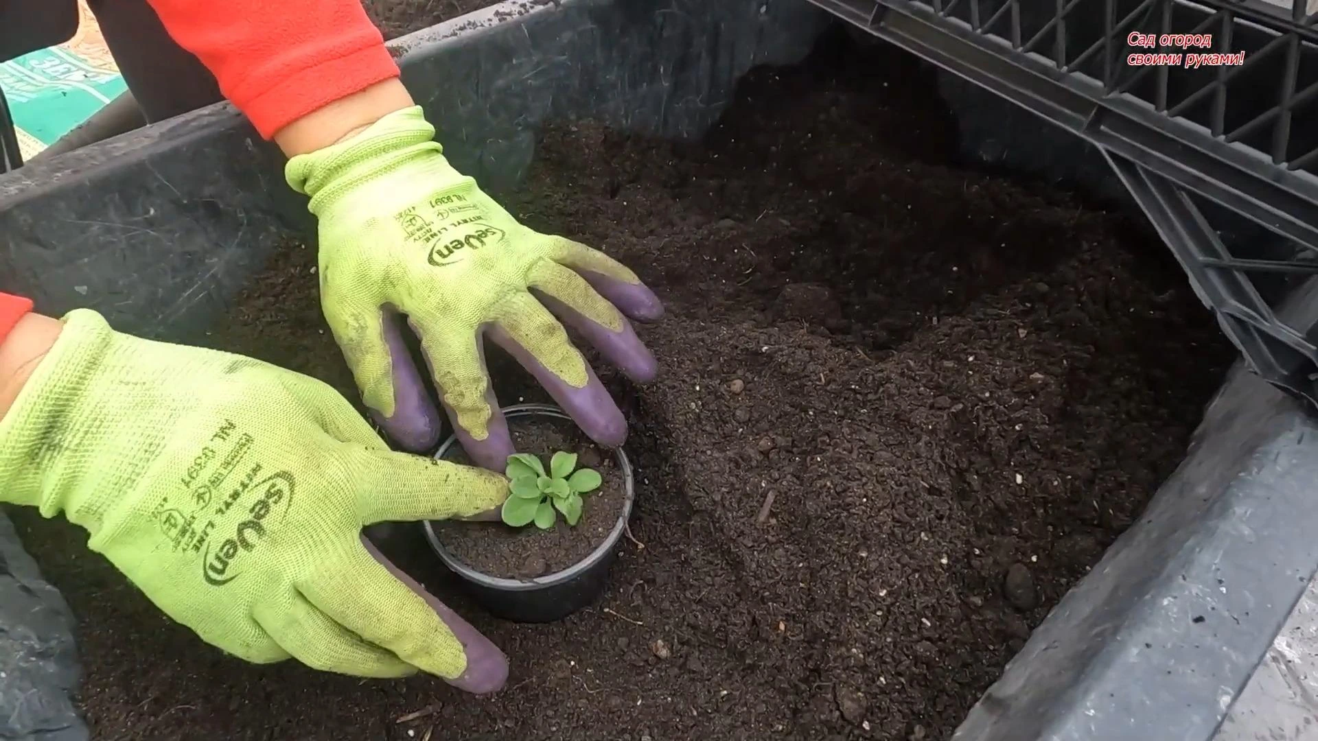 пикировка петунии