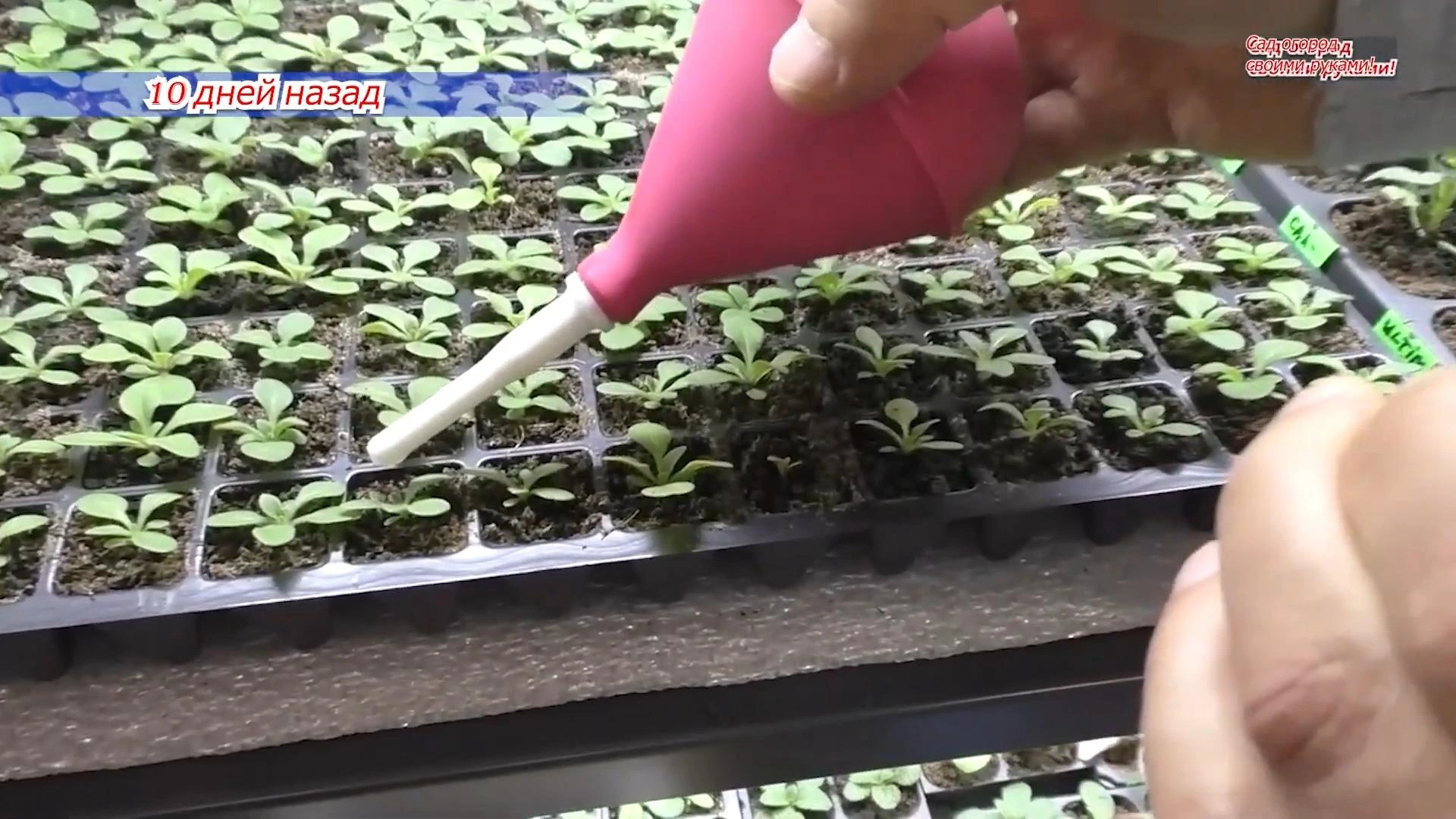 полив петунии