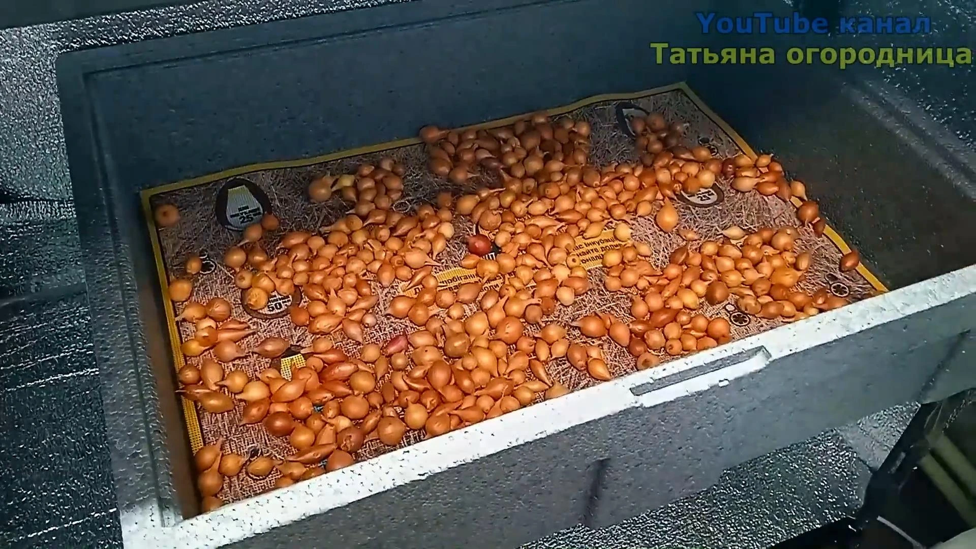 прогреваем севок лука