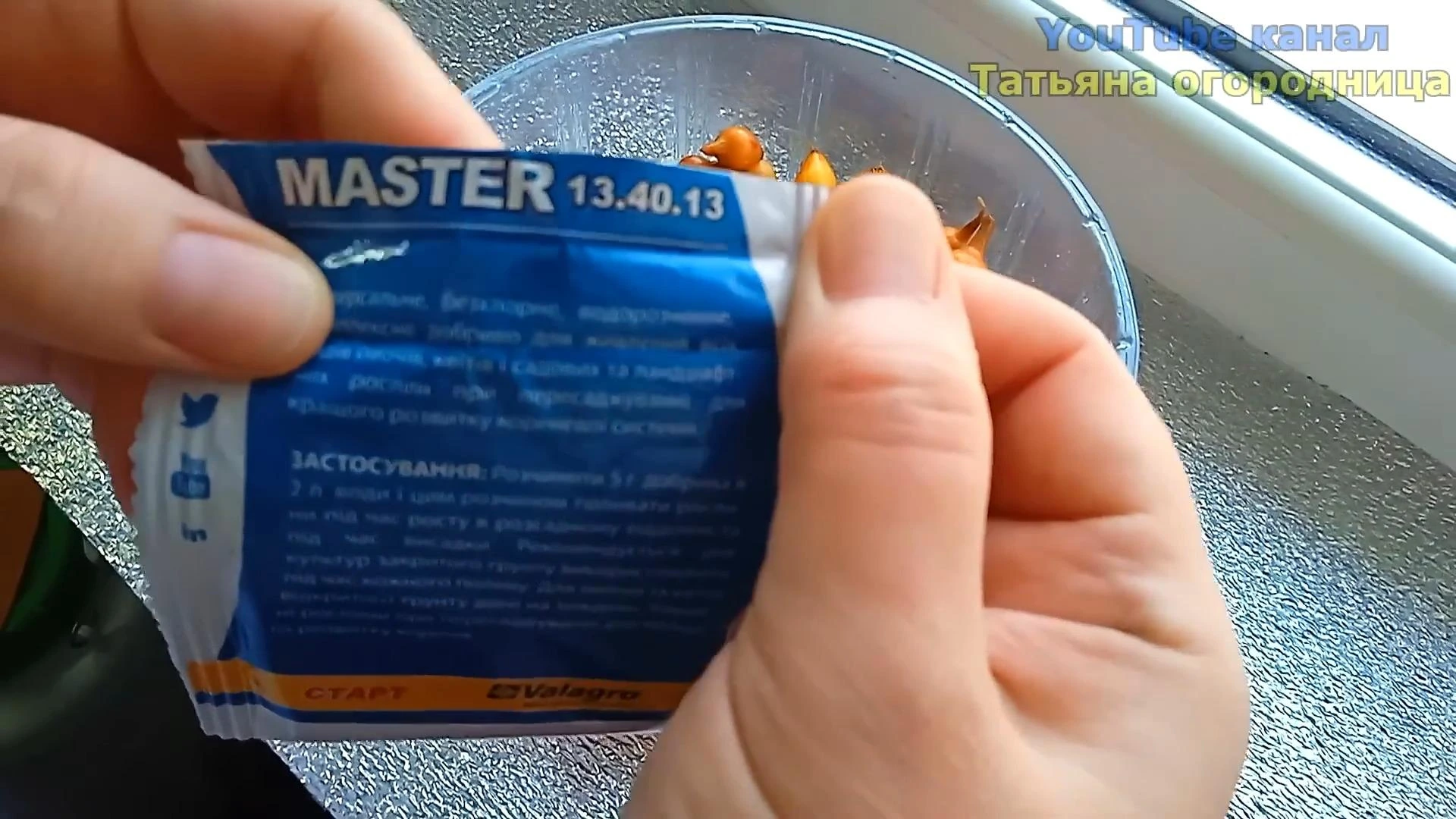 обеззараживаем севок лука