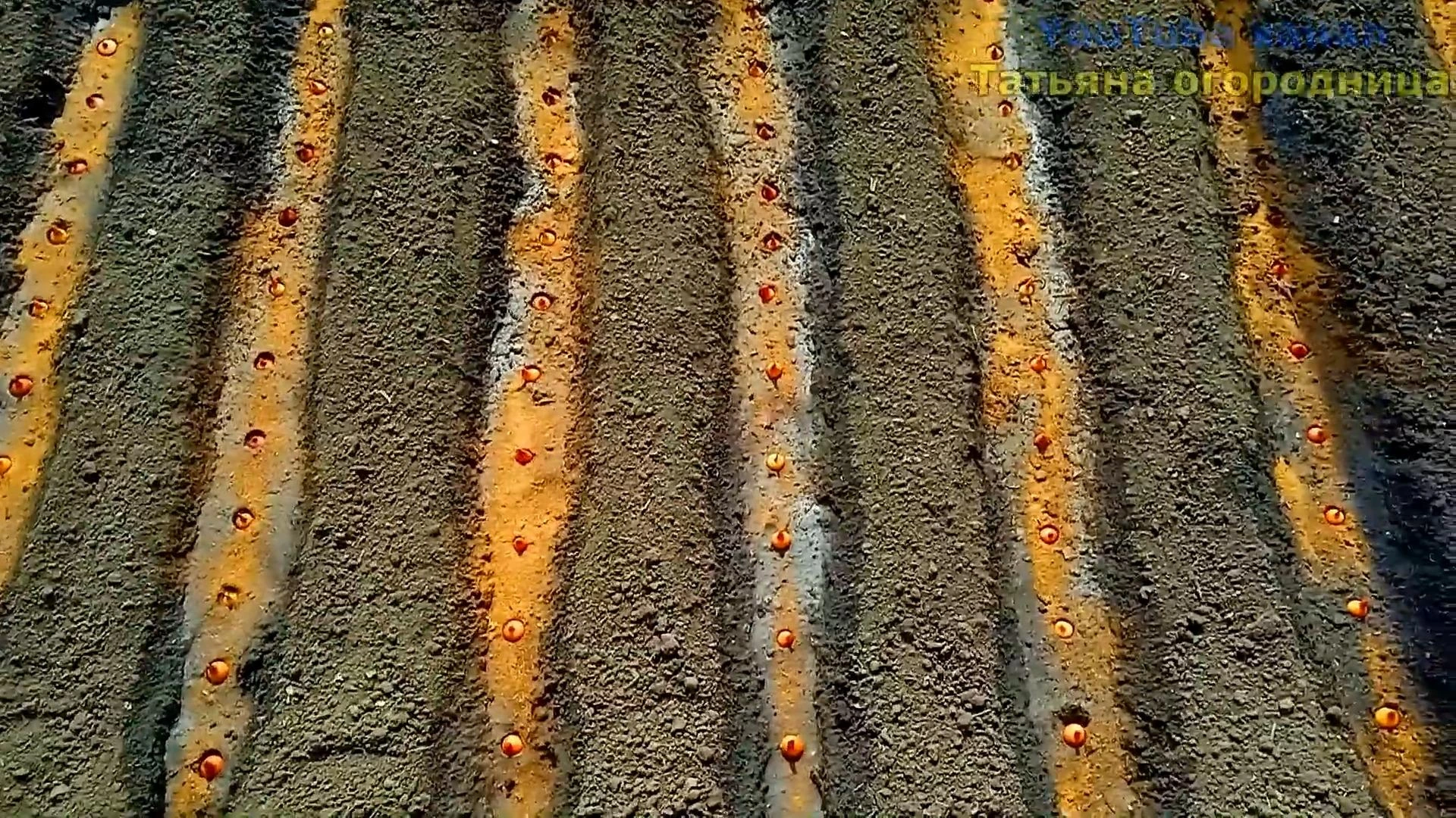 посаженный севок лука