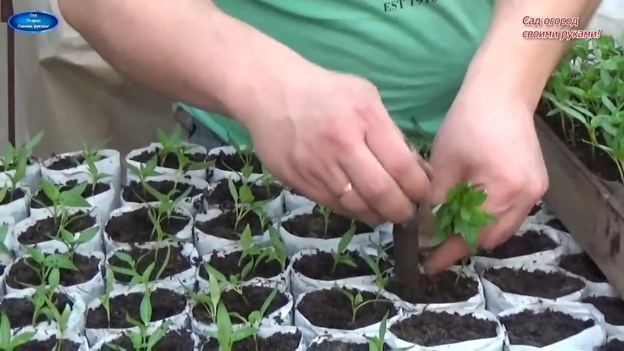 пикировка перца