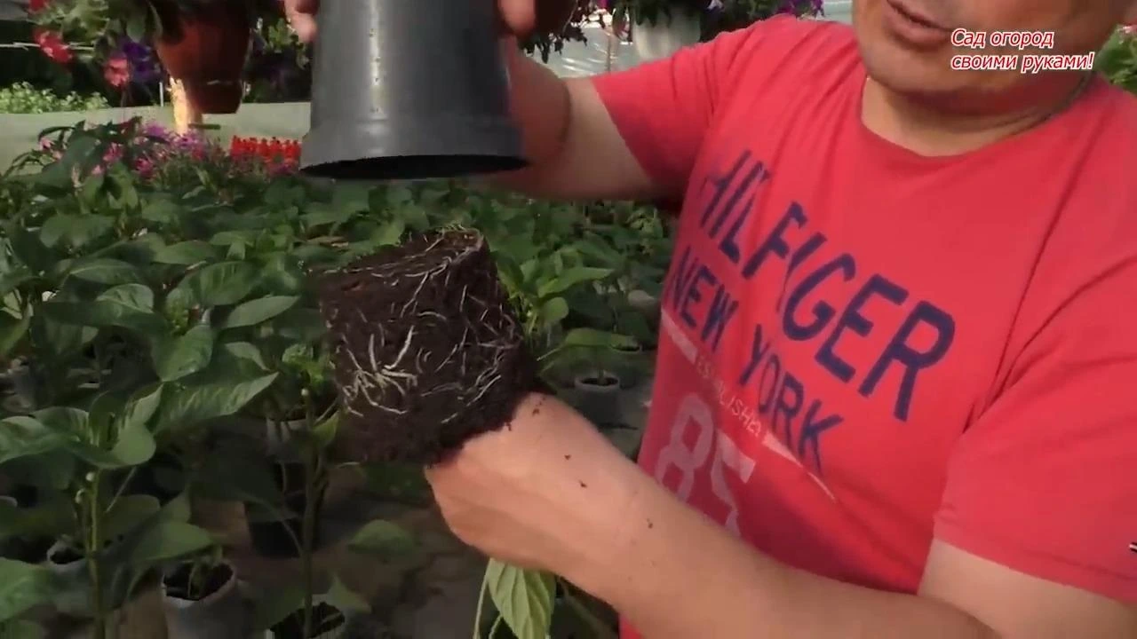 корневая рассады перца