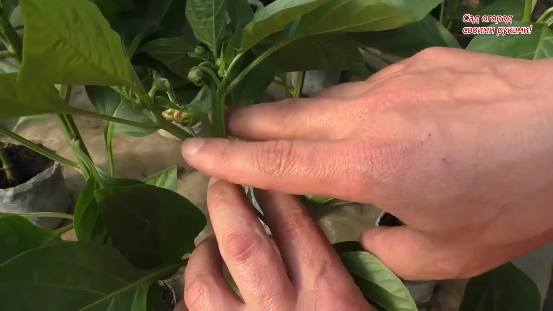 первые цветы на перце