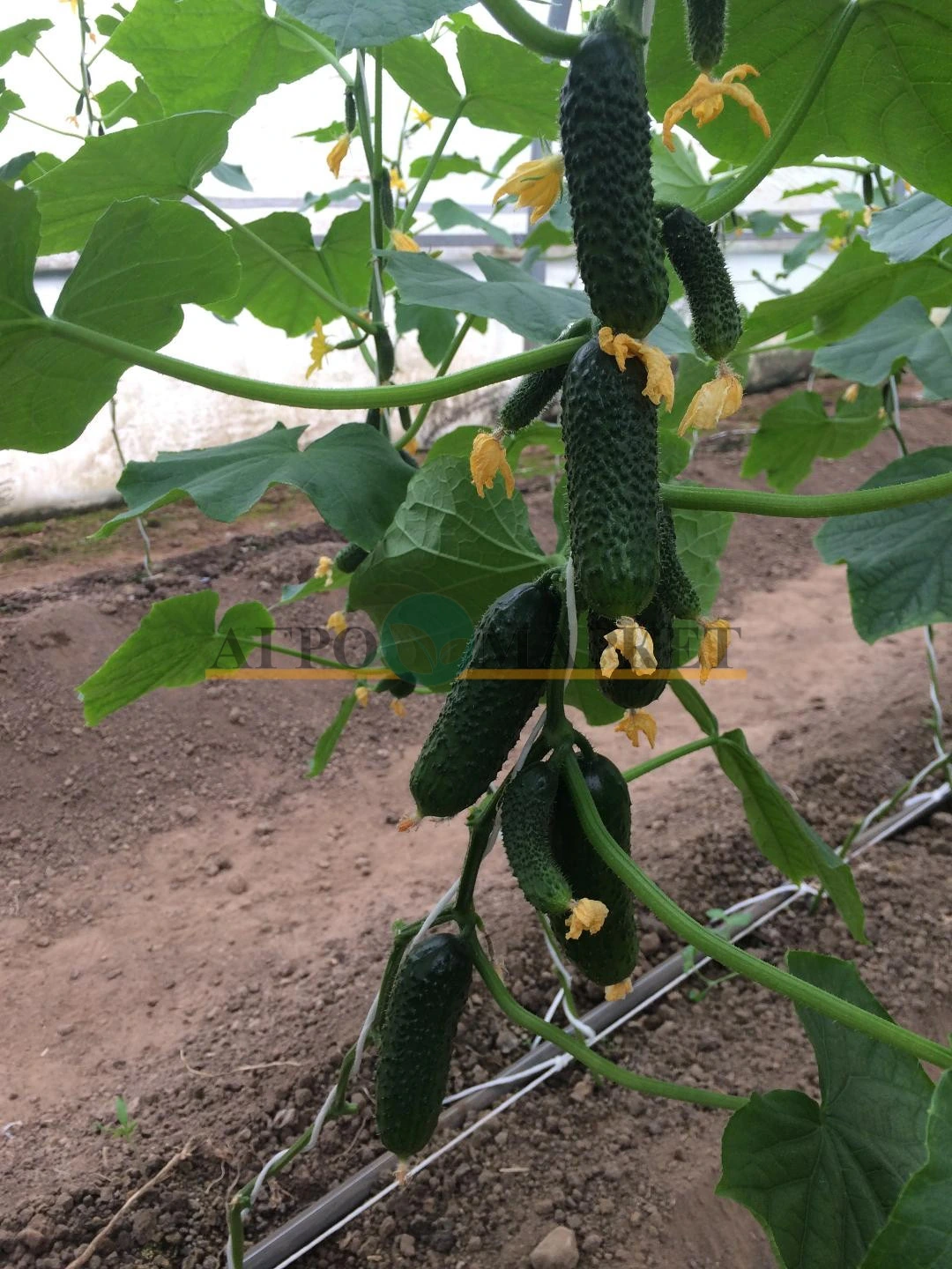 огурец SV 3506