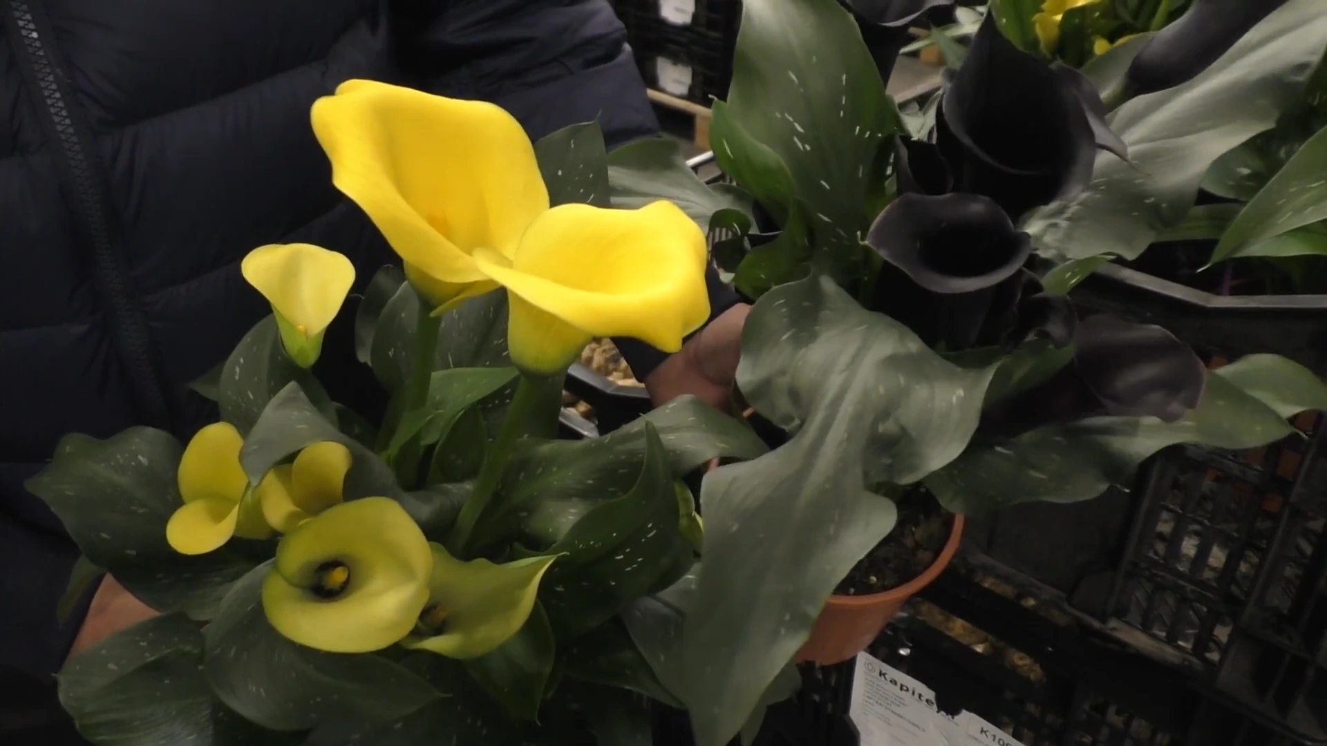 Каллы в гошках