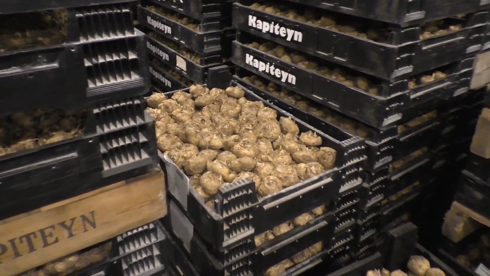 Клубни калл в ящике