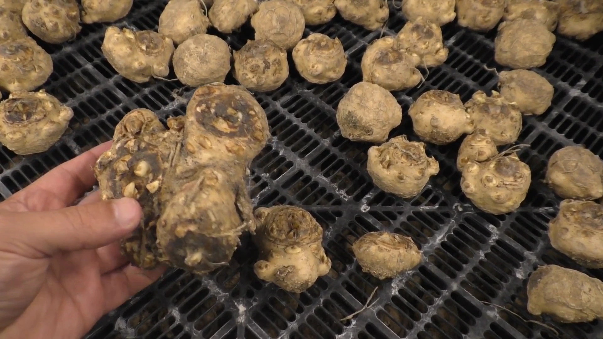 Сортировка клубней калл