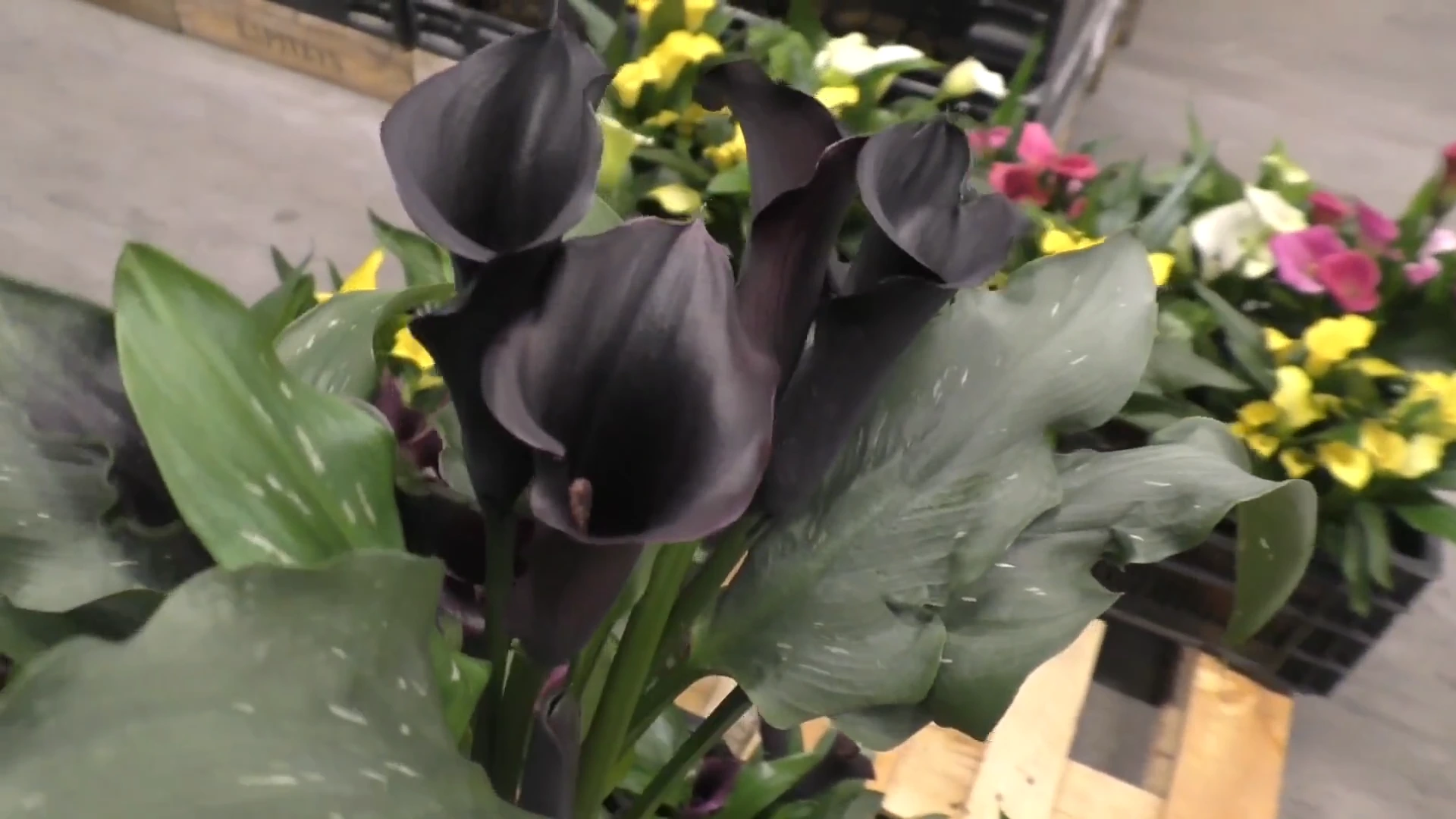 Чёрная калла