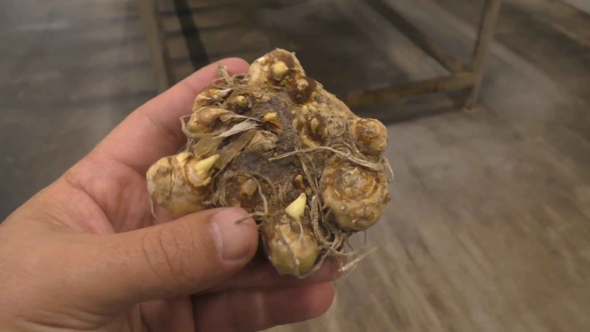 Клубень каллы