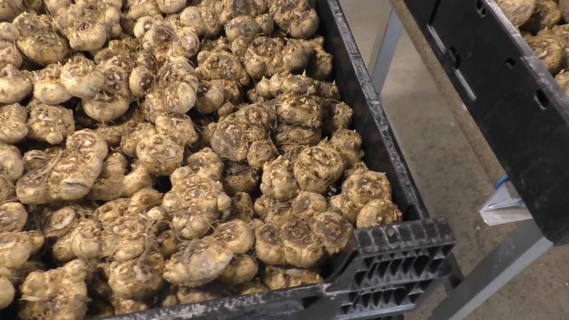 Луковицы в ящике