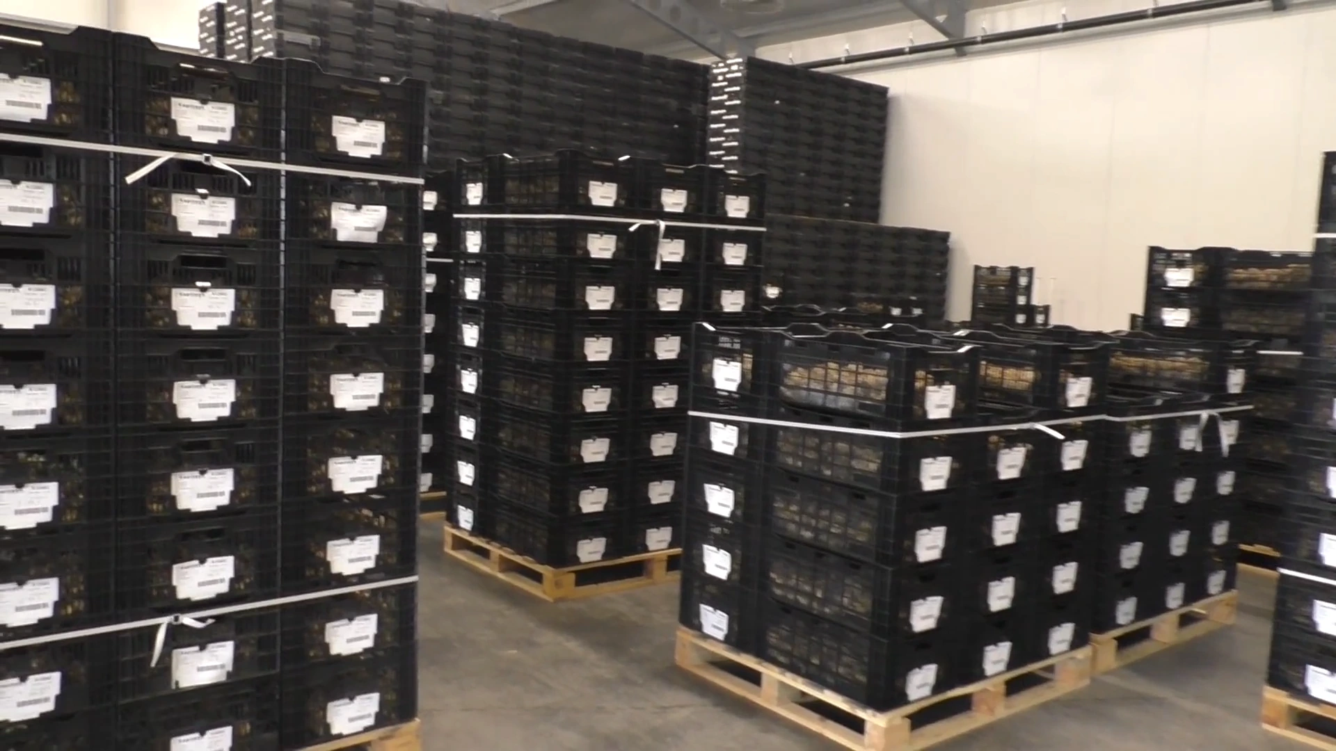 Подготовка к отправке луковиц