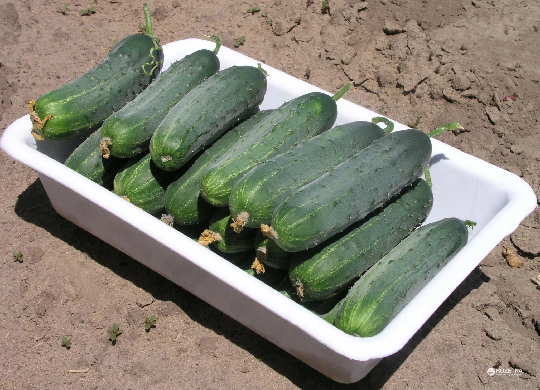 огурец гектор