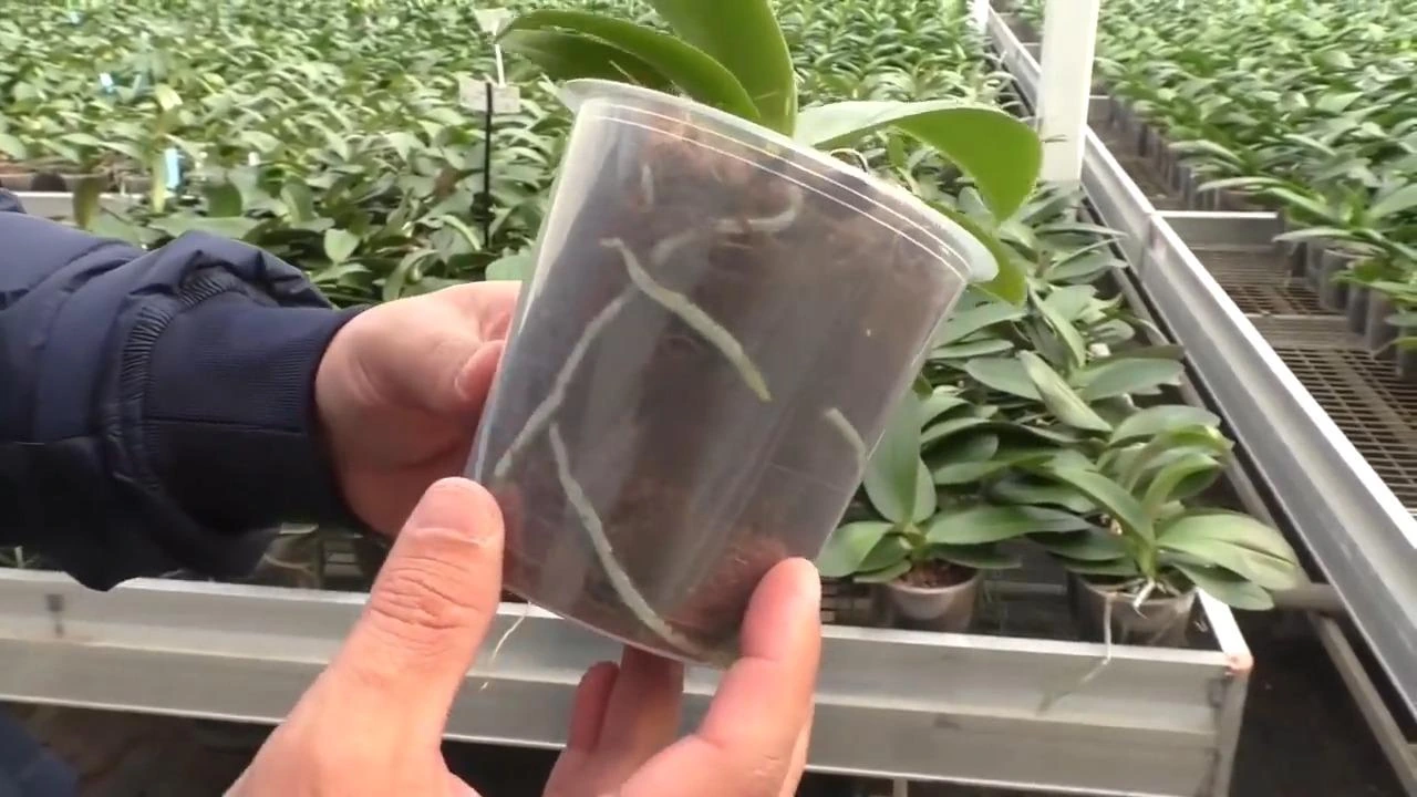 фаленопсис в горшке