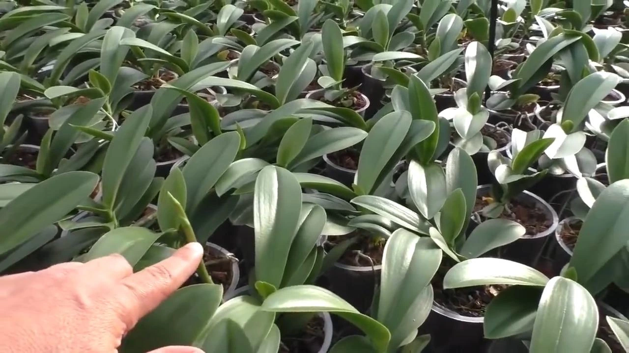 молодые фаленопсисы