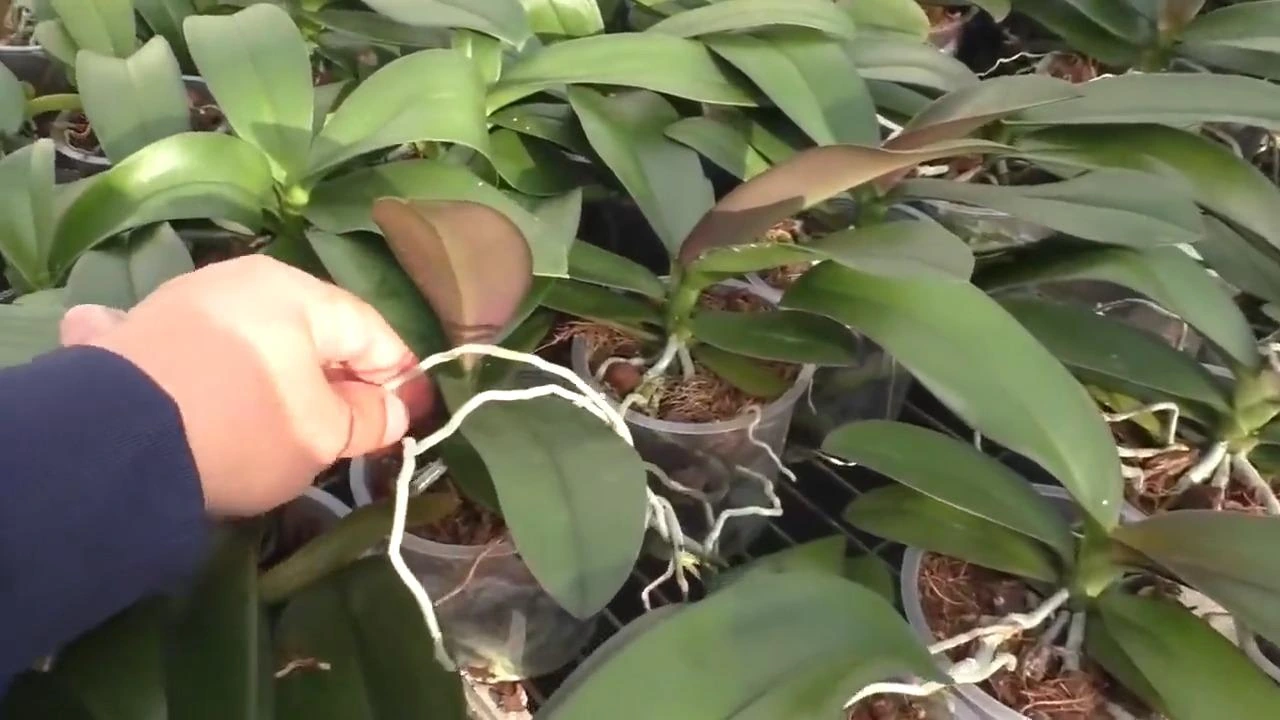 корни фаленопсиса